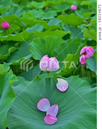 満開のハスの花と落下した花びらのコラボの写真素材