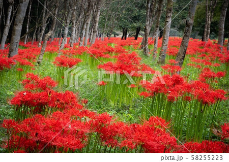 栃木県粟野町 遊の郷 彼岸花群生地の写真素材