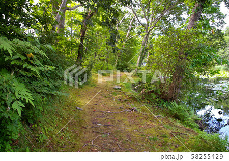 大沼公園の散策路 大沼公園の散策路 58255429