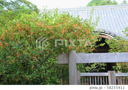 キンモクセイの花 キンモクセイの花 58255911