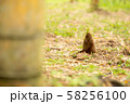 若山農場のタケノコ 58256100