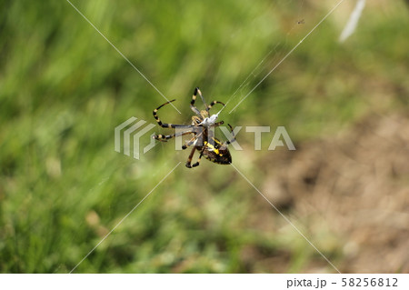 虫を捕獲したナガコガネグモの写真素材 58256812 Pixta