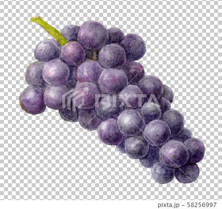 黒ぶどう（キャンベル）　手描き　水彩 58256997