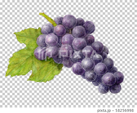 Black grape (Campbell) hand drawn watercolor 58256998