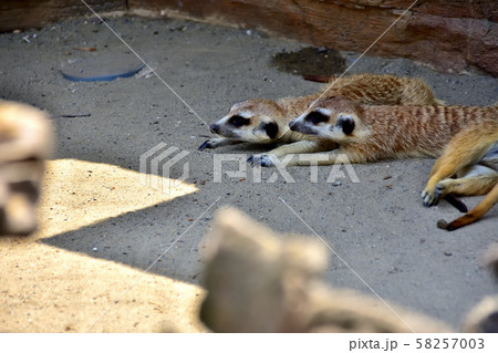 横浜ズーラシア動物園ミーアキャット 58257003