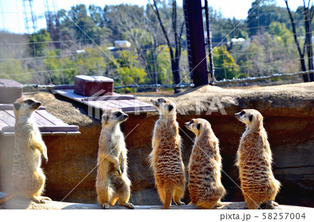 横浜ズーラシア動物園ミーアキャット 横浜ズーラシア動物園ミーアキャット 58257004