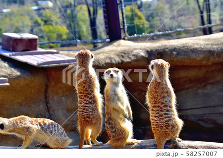 横浜ズーラシア動物園ミーアキャット 58257007