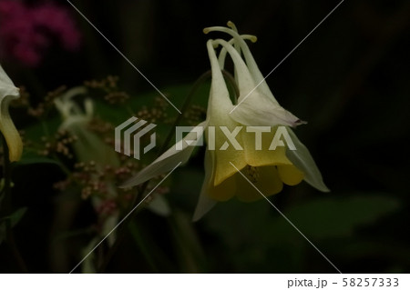 高山植物 高山植物 58257333