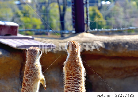 横浜ズーラシア動物園ミーアキャット 58257435