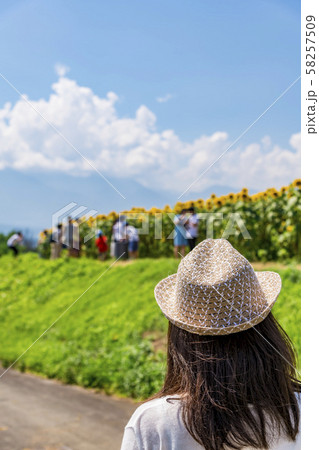 【明野 ヒマワリ畑】 【明野 ヒマワリ畑】 58257509