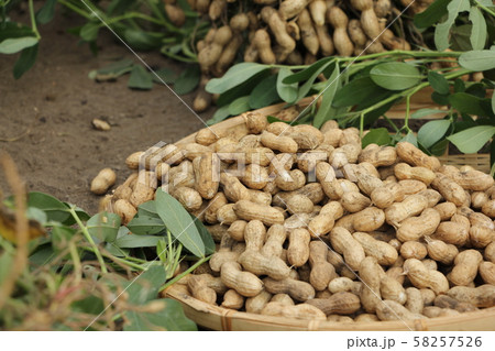 落花生の収穫 58257526