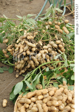 落花生の収穫 落花生の収穫 58257527