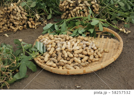 落花生の収穫 58257532