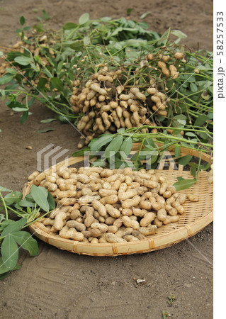 落花生の収穫 58257533