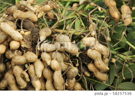 落花生の収穫 58257536