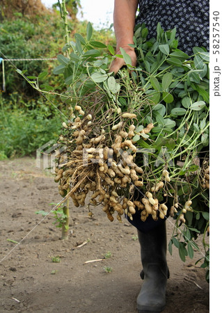落花生の収穫 58257540