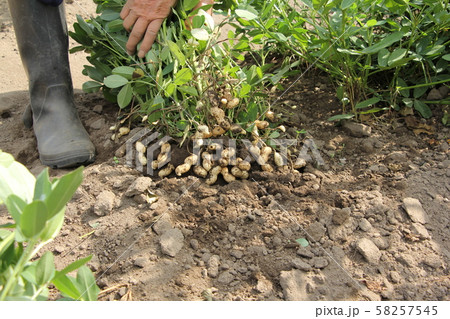 落花生の収穫 58257545