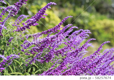 アメジストセージ 紫色 アメジストセージ 紫色 58257674