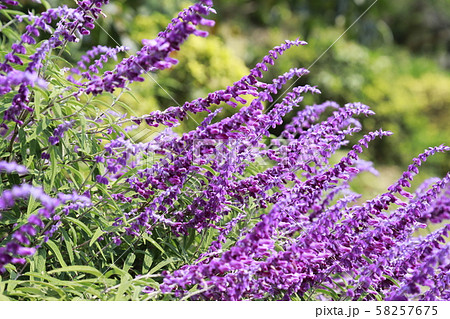 アメジストセージ　紫色 58257675