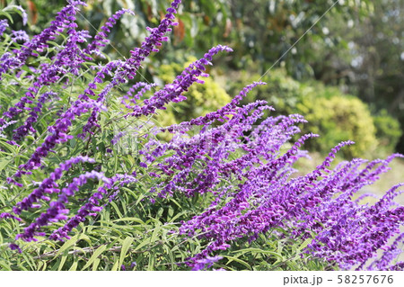 アメジストセージ　紫色 58257676