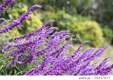 アメジストセージ　紫色 58257677