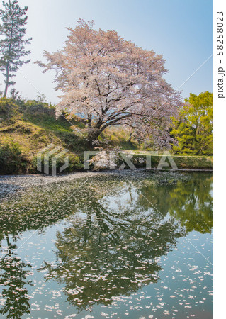 ジラカンス桜　佐賀県武雄市	 58258023