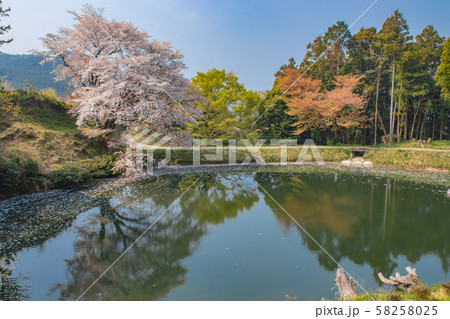 ジラカンス桜　佐賀県武雄市	 58258025