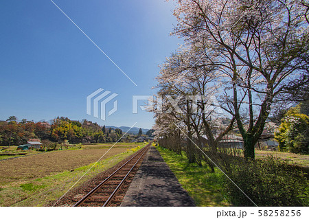 菜の花と桜と線路　引治駅　大分県九重町 58258256