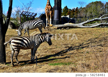 横浜ズーラシア動物園グラントシマウマ 横浜ズーラシア動物園グラントシマウマ 58258461