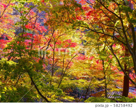 有馬温泉・瑞宝寺公園の紅葉（日暮しの庭） 58258492