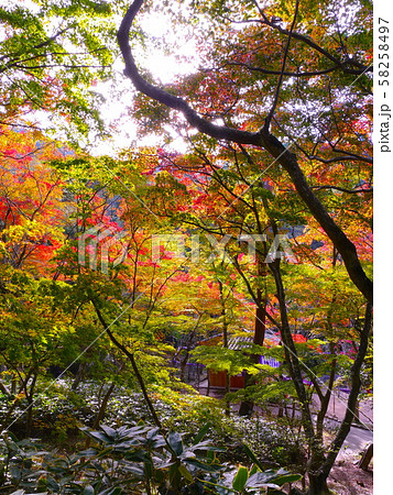 有馬温泉・瑞宝寺公園の紅葉(日暮しの庭) 有馬温泉・瑞宝寺公園の紅葉(日暮しの庭) 58258497