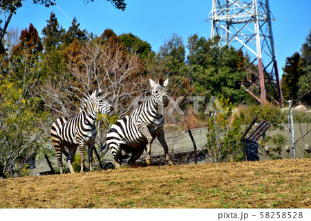 横浜ズーラシア動物園グラントシマウマ 58258528
