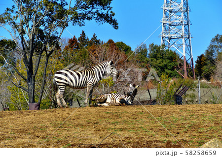 横浜ズーラシア動物園グラントシマウマ 横浜ズーラシア動物園グラントシマウマ 58258659