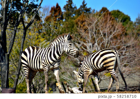 横浜ズーラシア動物園グラントシマウマ 横浜ズーラシア動物園グラントシマウマ 58258710
