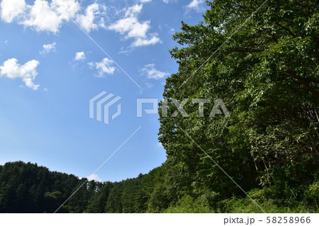 心洗荒れる深緑と青い空 58258966