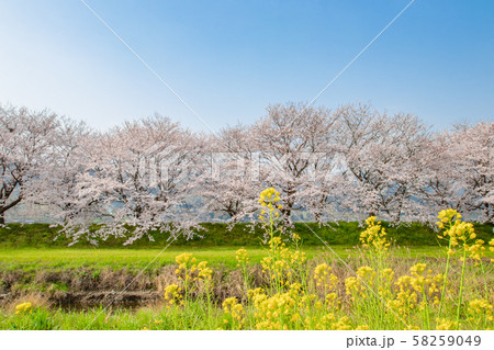流川の桜並木と菜の花　福岡県うきは市 58259049