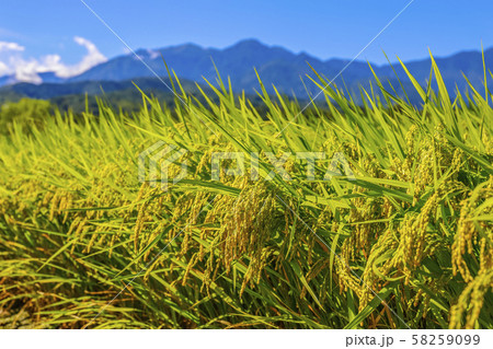 【山梨県】南アルプスと北杜市の秋の田園風景 58259099