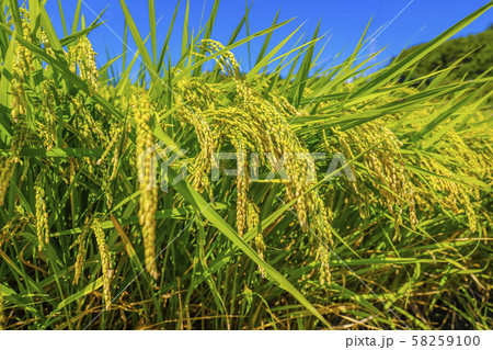 収穫間近の稲穂と青空 58259100