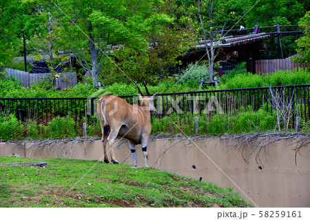 横浜ズーラシア動物園エランド 58259161