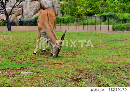 横浜ズーラシア動物園エランド 横浜ズーラシア動物園エランド 58259179
