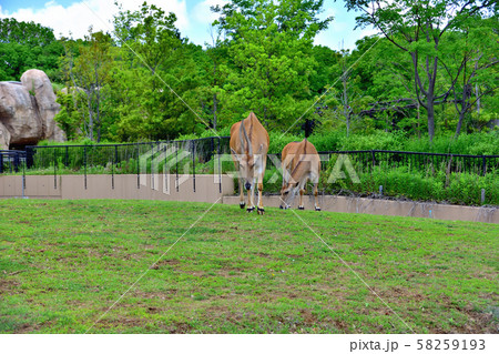 横浜ズーラシア動物園エランド 横浜ズーラシア動物園エランド 58259193