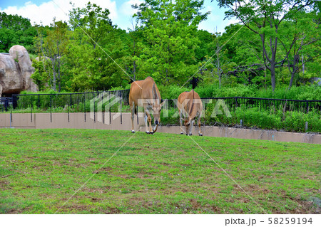 横浜ズーラシア動物園エランド 58259194