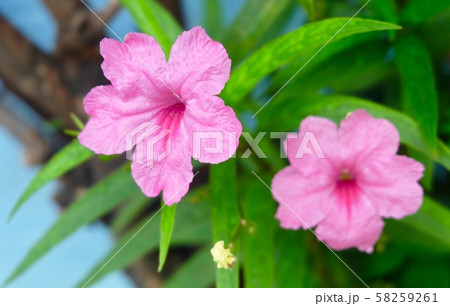 Pink Ruellia Simplex or Mexican Petunia Flowers Pink Ruellia Simplex or Mexican Petunia Flowers 58259261