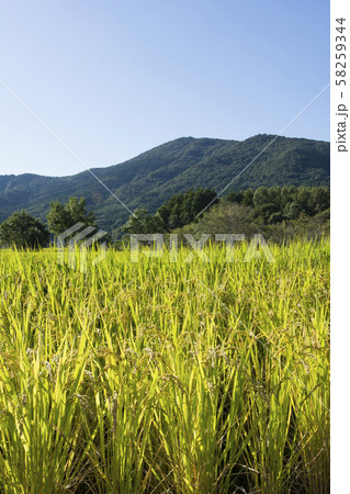 大分 大分 58259344