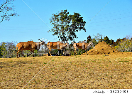 横浜ズーラシア動物園エランド 58259403