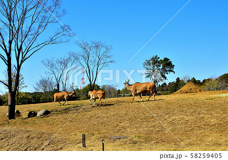 横浜ズーラシア動物園エランド 58259405