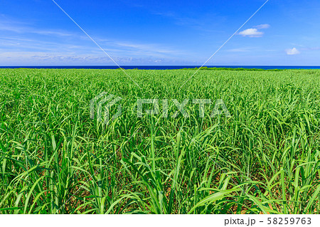 宮古島市_サトウキビ畑 宮古島市_サトウキビ畑 58259763