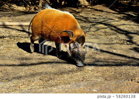 横浜ズーラシア動物園アカカワイノシシ 58260138