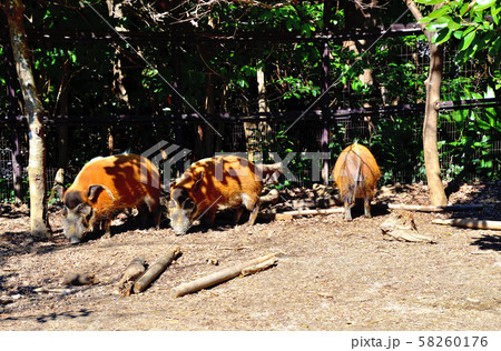 横浜ズーラシア動物園アカカワイノシシ 58260176