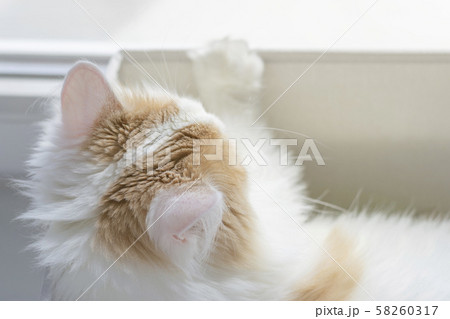 Closeup portrait of a beautiful white beige cat. Closeup portrait of a beautiful white beige cat. 58260317
